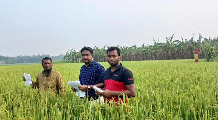 সোনারাঙা ধান ঘরে তোলার অপেক্ষায় প্রহর গুনছেন কৃষকরা